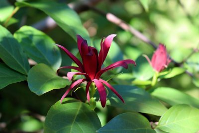 Calycanthus floridus - sazaník květnatý - květ